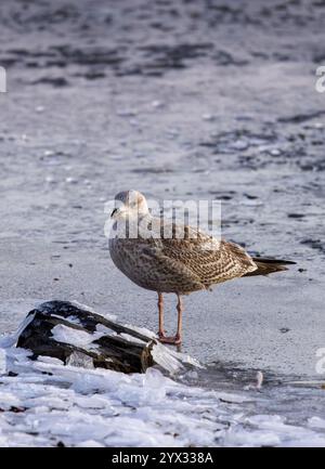 Die junge europäische Heringsmöwe Stockfoto