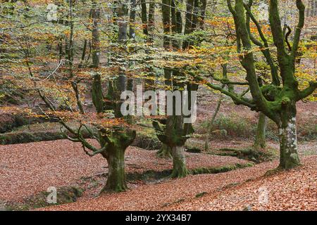 Buchenwald in Vizcaya. Hayedo Otzarreta, Gorbeia. Herbstlandschaft. Spanien Stockfoto
