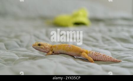 Ein Leopardengecko liegt auf einem gemusterten Stoff, dessen komplizierte Skalen im Fokus stehen. Dieses Foto unterstreicht die Faszination für exotische Kreaturen und ihre Stockfoto