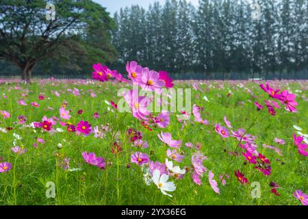 COSMOS Field auf der Jim Thompson Farm Nakhon Ratchasima Thailand mit anderen schönen Blumen und wichtigen Ausstellungen, Volksvorstellungen, Speisen Stockfoto