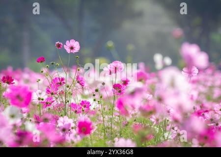 COSMOS Field auf der Jim Thompson Farm Nakhon Ratchasima Thailand mit anderen schönen Blumen und wichtigen Ausstellungen, Volksvorstellungen, Speisen Stockfoto