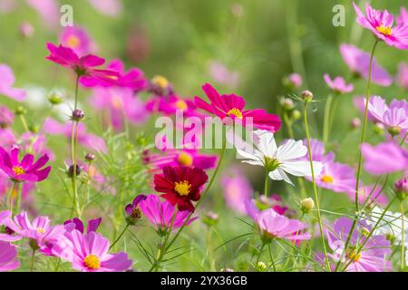 COSMOS Field auf der Jim Thompson Farm Nakhon Ratchasima Thailand mit anderen schönen Blumen und wichtigen Ausstellungen, Volksvorstellungen, Speisen Stockfoto