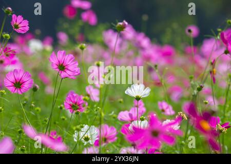 COSMOS Field auf der Jim Thompson Farm Nakhon Ratchasima Thailand mit anderen schönen Blumen und wichtigen Ausstellungen, Volksvorstellungen, Speisen Stockfoto