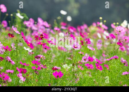 COSMOS Field auf der Jim Thompson Farm Nakhon Ratchasima Thailand mit anderen schönen Blumen und wichtigen Ausstellungen, Volksvorstellungen, Speisen Stockfoto