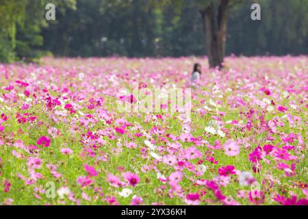COSMOS Field auf der Jim Thompson Farm Nakhon Ratchasima Thailand mit anderen schönen Blumen und wichtigen Ausstellungen, Volksvorstellungen, Speisen Stockfoto