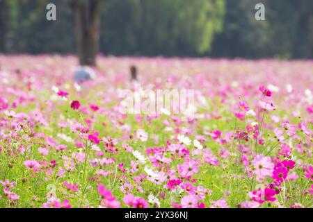 COSMOS Field auf der Jim Thompson Farm Nakhon Ratchasima Thailand mit anderen schönen Blumen und wichtigen Ausstellungen, Volksvorstellungen, Speisen Stockfoto