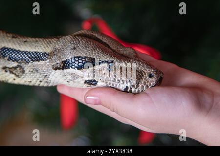 Pythonkopf auf einer Kinderpalme, Freundschaft zwischen Mann und Schlange Stockfoto