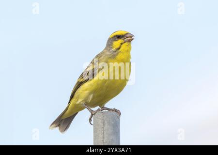 Kanarienvogel mit gelber Front, Crithagra mozambica, alleinerwachsener Mann auf Holzpfosten, Port Louis, Mauritius, 2. November 2018 Stockfoto