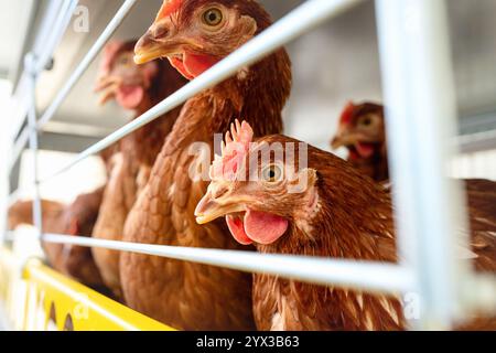 Portrait ISA Brown Hühner im Geflügelkäfig. Stockfoto