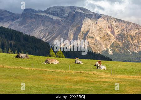 Wenige Kühe fressen Gras auf einer grünen Almwiese, im Hintergrund der europäischen Alpen Stockfoto