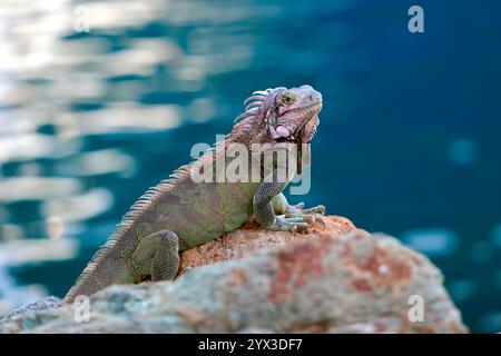 Leguan posiert auf einem Felsen mit Seitenansicht nach rechts vom Rahmen mit Meer im Hintergrund und flackerndem Sonnenlicht auf dem Wasser Stockfoto