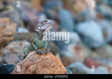 Leguan posiert auf einem Felsen im Profil nach links mit Platz rechts vom Rahmen mit überkreuzten vorderen Klauen Stockfoto