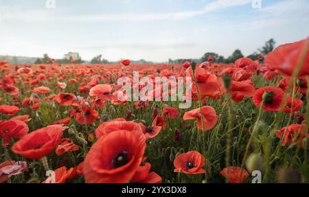 Nahaufnahme einiger roter Mohnblumen (selektiver Fokus). Mohnfeld gegen blauen Himmel. Mohnfeld bei Sonnenaufgang. Stockfoto