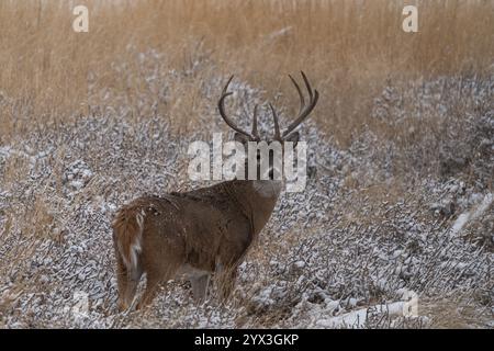Weißwedel-Hirschbock (Odocoileus virginianus), der in einer schneebedeckten Winterprärielandschaft steht Stockfoto