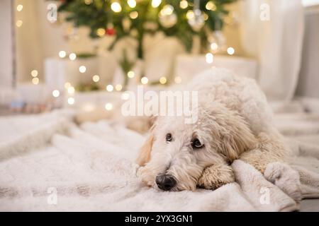 Hund mit Hundeaugen, die vor dem weihnachtsbaum hochschauen Stockfoto
