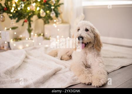 Lächelnder Hund, der vor dem weihnachtsbaum liegt Stockfoto