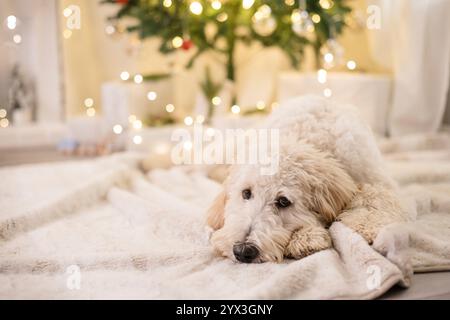 Traurig aussehender Hund, der vor dem weihnachtsbaum liegt Stockfoto