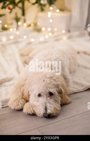Deprimierter Hund, der vor dem weihnachtsbaum liegt Stockfoto