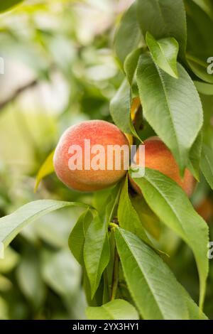 Reife Sommerpfirsiche hängen am Zweig eines Pfirsichbaums Stockfoto