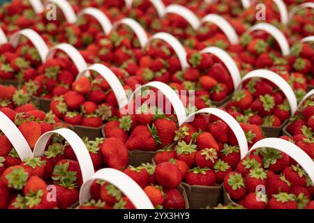 Körbe mit frisch geernteten lokalen Erdbeeren auf dem Bauernmarkt Stockfoto