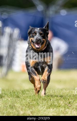 Australischer Rinderhund Blue Heeler Running Lure Course Sprint Dog Sport Stockfoto