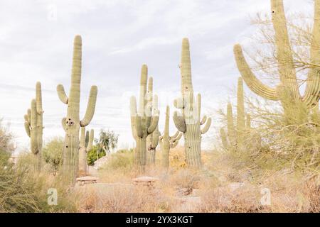 Eine Wüstenlandschaft mit hoch aufragenden Saguaro-Kakteen unter einem weichen Himmel Stockfoto