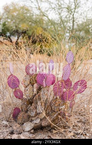 Ein violetter Kaktuskaktus, umgeben von trockener Wüstenvegetation Stockfoto