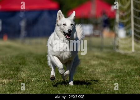 White Shepherd Mixed Breed Dog Running Lure Course Sprint Dog Sport Stockfoto