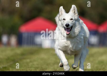 White Shepherd Mixed Breed Dog Running Lure Course Sprint Dog Sport Stockfoto