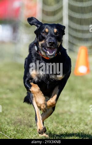 Black and Tan Mixed Breed Dog Running Lure Course Sprint Dog Sport Stockfoto