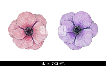 Rosafarbene und violette Anemonenblume. Aquarell- und Markierungsabbildung. Handgezeichnete isolierte Kunst. Natürliches botanisches Blumendesign für Stoffdesign und Karten Stockfoto