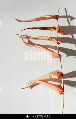 Orangene trockene Blätter an einem Stiel Stockfoto