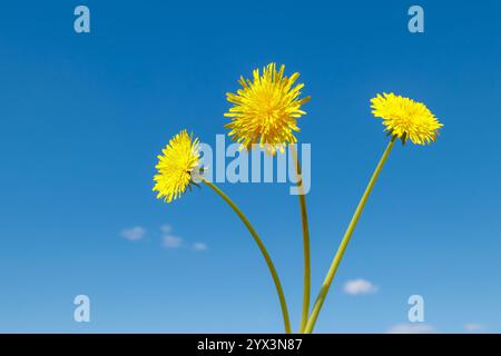 Drei gelbe Löwenzahnblüten an langen Stielen vor einem klaren blauen Himmel. Minimalistisches Konzept der Frühlingsnatur Stockfoto