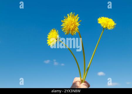 Drei gelbe Löwenzahnblüten an langen Stielen in der Hand vor dem Hintergrund des klaren blauen Himmels. Minimalistisches Konzept der Frühlingsnatur Stockfoto