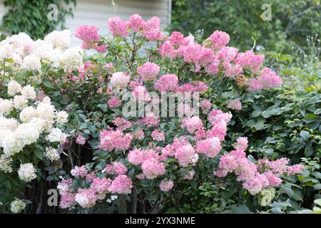 Hortensia paniculata Vanille Fraise auf einem Stamm Stockfoto