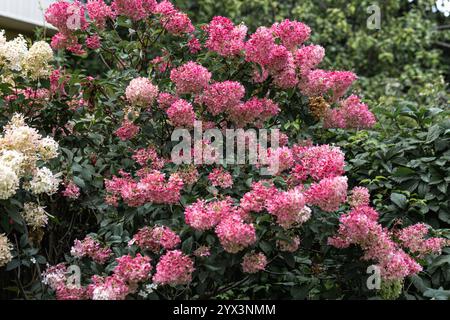 Hortensia paniculata Vanille Fraise auf einem Stamm Stockfoto