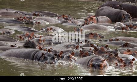Während der Trockenzeit fallen die Wasserstände ab und die Flusspferde versammeln sich in großen Gruppen, die als Schoten bezeichnet werden. Das kann eine stressige Zeit sein Stockfoto