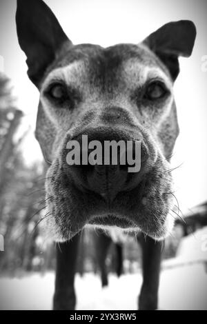 Mein bester Bär, ein 14-jähriger Hund, dass er nicht mehr bei uns ist. Er war ein Pitbull Boxer und ein wunderbarer Hund. In meinem Garten mit Schnee auf dem Boden Stockfoto