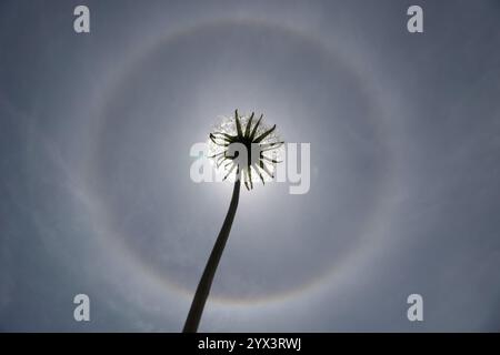 Ein einsamer Löwenzahn mit Samen, die sich gegen die Sonne schmiegen, fast wie eine Sonnenfinsternis. West-Massachusetts, USA. Halo in der Sonne macht es lustig und kühl Stockfoto