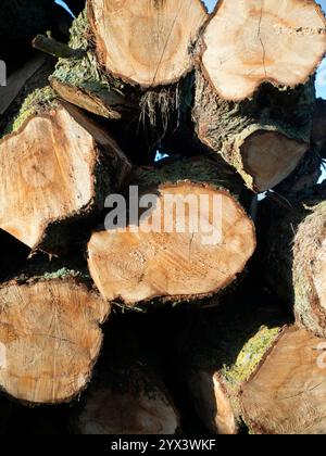 Haufen von gefällten Baumstämmen auf einer Farm in meinem Heimatdorf Lower Radley in Oxfordshire, England. . Sie können abstrakte Schönheit oder interessante Formen finden Stockfoto