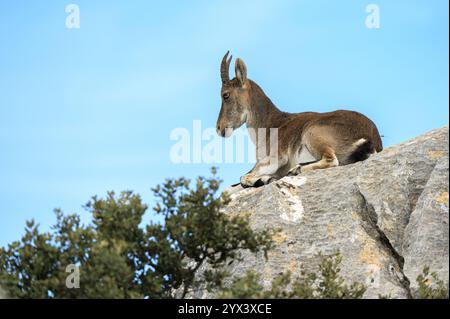 Der spanische Steinbock (Capra pyrenaica) liegt auf einem Kalkstein. Torcal de Antequera, Provinz Malaga, Andalusien, Spanien. Stockfoto
