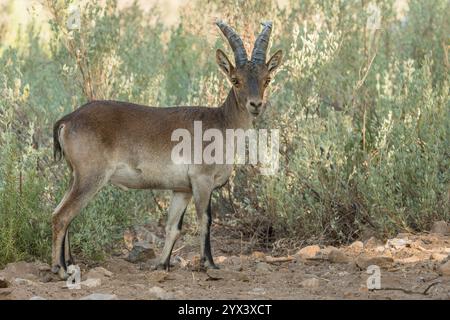 Spanischer Steinbock (Capra pyrenaica) Young mal. Provinz Malaga, Andalusien, Spanien. Stockfoto