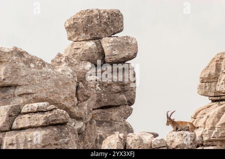 Der spanische Steinbock (Capra pyrenaica) liegt auf einem Felsen in einer Karstlandschaft. Torcal de Antequera, Provinz Malaga, Andalusien, Spanien. Stockfoto