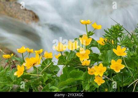 Alpine Marsh Marigolds (Caltha Palustris) mit schnell fließendem Wasser aus dem Fluss Flem. Brigels, Surselva, Grisons, Graubünden, Schweiz Stockfoto