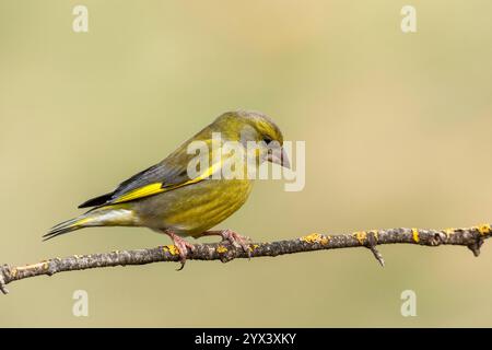 Männlicher Grünfinch (Chloris chloris) auf Zweig. Mijas, Provinz Malaga, Andalusien, Spanien. Stockfoto