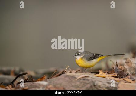 Graue Bachstelze (Motacilla cinerea), die sich zwischen toten Blättern ernähren. Provinz Málaga, Andalusien, Spanien. Stockfoto