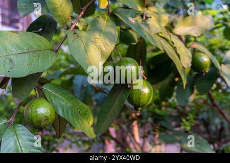 Genießen Sie den Anblick junger grüner Guave-Früchte, die in Clustern wachsen und in einem indischen Bio-Garten festgehalten werden, der die Frische vom Bauernhof bis zum Tisch betont. Stockfoto