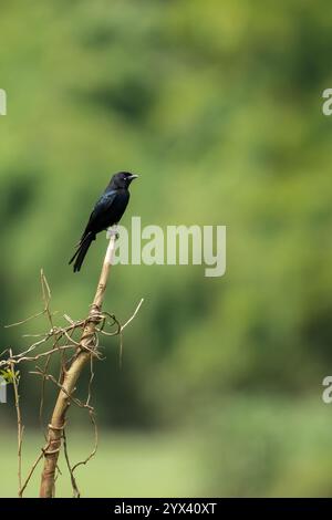 Schwarze Drohne auf einem Baumstumpf in der Wildnis mit verschwommenem Hintergrund. Sie werden auch Dicrurus macrocercus genannt. Stockfoto