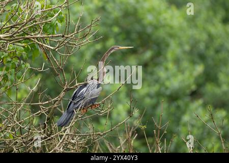 Ein orientalischer Darter, der auf einem kargen Baum in der Wildnis thront. Sie werden auch als Anhinga melanogaster bezeichnet. Stockfoto