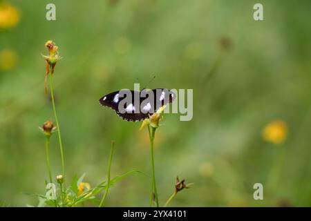 Ein wunderschöner männlicher gemeiner Eierfliege Schmetterling, der sich von einer gelben Blume im Garten ernährt. Auch Hypolimnas bolina genannt. Stockfoto